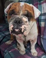 rockyviii.webp
