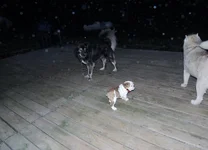 Day 3 Rosie 016.webp Day 3 Rosie 016.webp