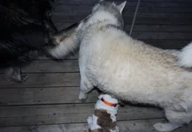 Day 3 Rosie 042.webp Day 3 Rosie 042.webp