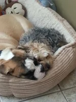 cuddles.webp