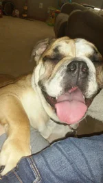 Biscuit happy I'm home.webp