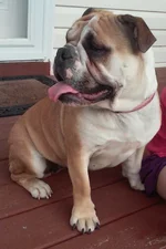 Biscuit on porch.webp