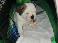 Rosie first day 041.webp
