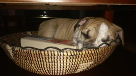 Biscuit puppy in basket.webp