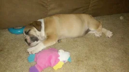 Biscuit puppy passed out.webp