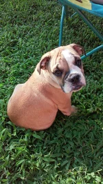 Biscuit puppy by pool.webp