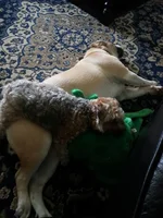 sleeping buddies.webp