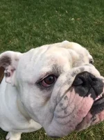Opie Right Eye.webp