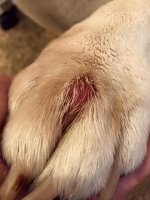 gus paw.jpg gus paw.jpg