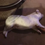 FullSizeRender0.webp