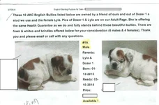 Dozer & Lyla.webp Dozer & Lyla.webp