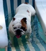 Swimming Olive.webp
