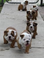 cute-english-bulldogs.jpg