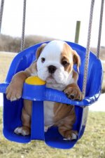 english-bulldog-swing.jpg