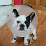 petey shame.webp