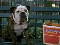 dog.webp