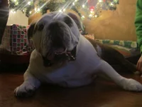 Christmas 2012 009.webp