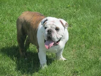 hector&B&B 011.webp