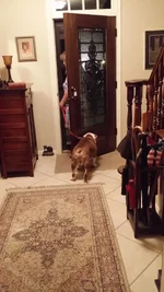 Monty navigating the door.webp