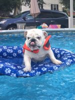 pool.jpg pool.jpg