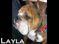 layla.jpg layla.jpg
