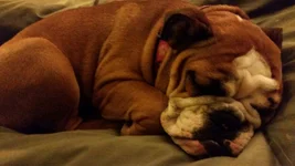 Sleeping Ellie.webp