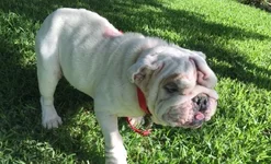 Penelope.webp