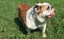 Roscoe5-707x431.webp