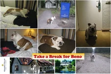 Bono hotel.webp
