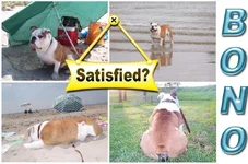 collage Bono aan het strand satisfied 2.webp
