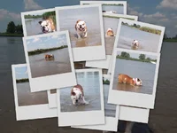 collage.webp