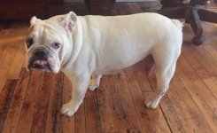 Lucy-707x433.jpg Lucy-707x433.jpg