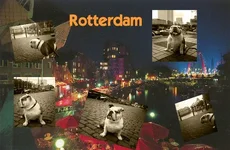 Bono in Rotterdam 20007.webp
