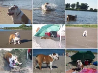 Bono houdt v water.webp