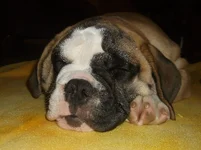 puppy 005.webp
