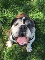 sir baloo.jpg sir baloo.jpg