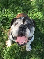 sir baloo.webp