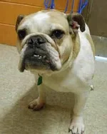 lola.webp