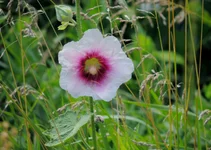 018.webp