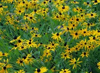 017.webp