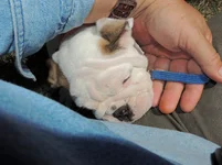 Rosie day 2 039.webp Rosie day 2 039.webp