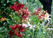 009.webp