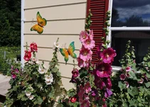 002.webp