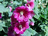003.webp