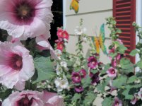 005.jpg 005.jpg