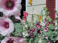 005.webp