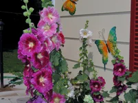006.webp