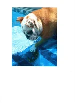 ADDIE.webp
