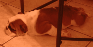 Fezz sleeping position.png