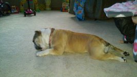 Biscuit chewing ball.jpg